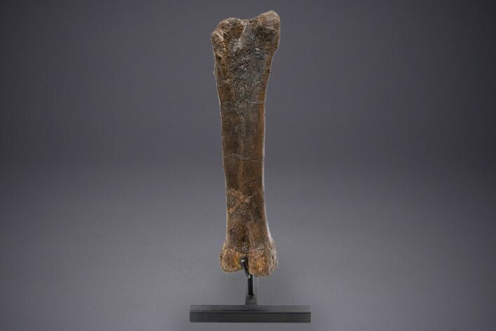 Fossil Hadrosaur Femur With Metal Stand - Montana #352273